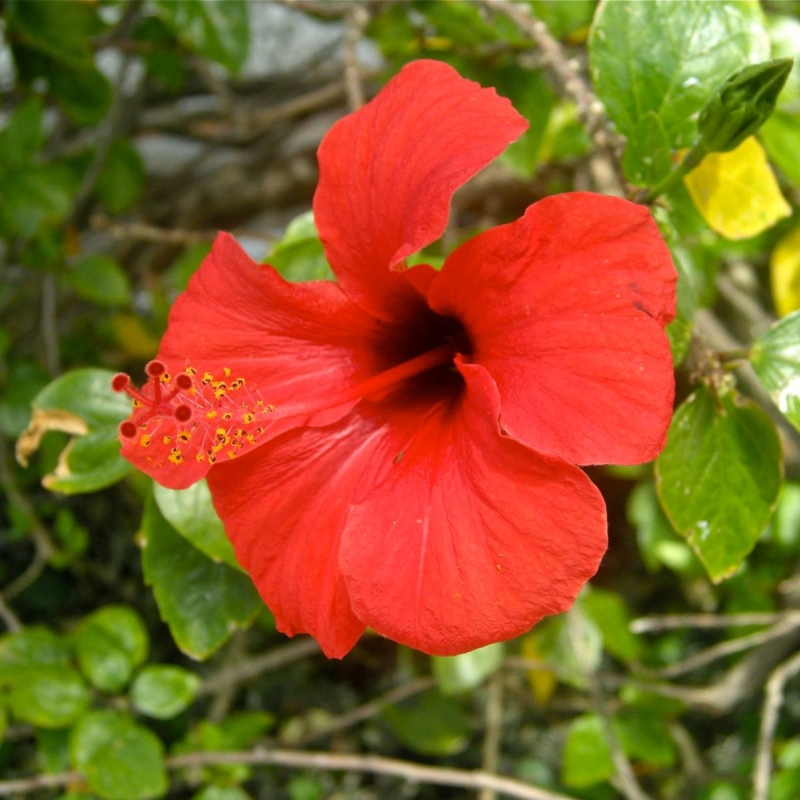 China Rose Hibiscus rosa-sinensis